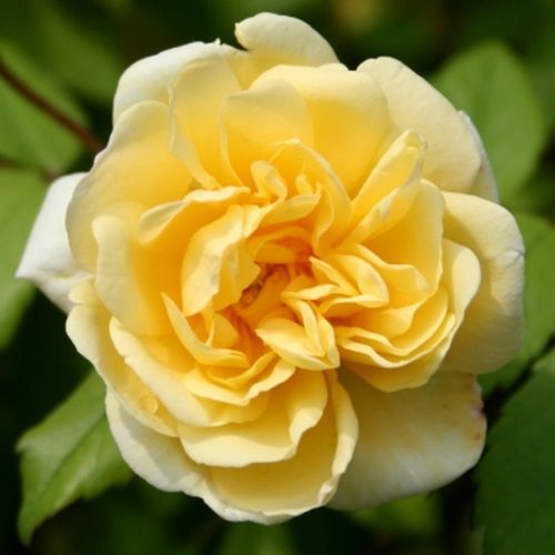 Vendita, rose rose climber - giallo - Rosa Auscanary - rosa dal profumo discreto - David Austin - ,-